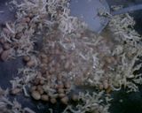 Foto langkah ke 2 dari resep Teri Kacang Goreng.