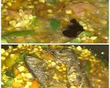 Foto langkah ke 2 dari resep TUMIS PEDA DENGAN JAGUNG.