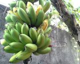 Foto langkah ke 4 dari resep KPK (Kukus Pisang Keju).