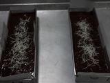 Brownies Panggang (Shiny & Crackly)