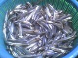 KLA CELOK BILIS ( TERI KUAH ASAM )