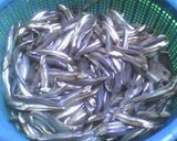 Foto langkah ke 2 dari resep KLA CELOK BILIS ( TERI KUAH ASAM ).