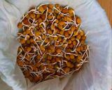 A picture of step 6 of Sprouted Chickpeas.