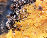 Foto del paso 2 de la receta: Bolitas energéticas de calabaza