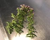 Une image de l'étape 5 de Salade de tomates cerises, concombre,câpres italiennes et basilic en fleur.