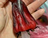 洛神花蜜餞的食譜步驟1照片