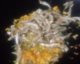 Foto langkah ke 3 dari resep 53. Tempe Teri Tumis Tunas Honje.