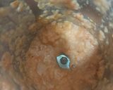 A picture of step 4 of Mustard chicken.
