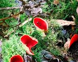 A picture of step 1 of Foraged elf cup & wild garlic butter.