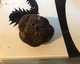 Une image de l'étape 1 de Sauce à la truffe noire,moutarde et ciboulette.