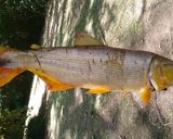 Foto del paso 1 de la receta: Pesca de río del día