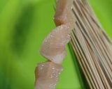 Foto langkah ke 6 dari resep Sate Ayam Madura (Panggang Teflon).