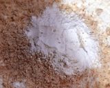 A picture of step 6 of Almond cake.
