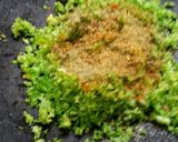 A picture of step 2 of Broccoli paratha.