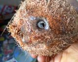 A picture of step 1 of Grated Dessicated coconut.