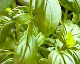 Une image de l'étape 1 de Pasta, pesto, agrumes etc.