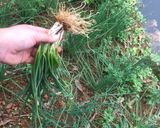 Hình bước làm 1 của món Đậu phụ sốt cà chua