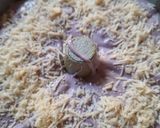 Foto langkah ke 3 dari resep Bolu Taro Panggang.
