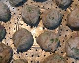 Foto langkah ke 5 dari resep Siomay Ayam labu siam.