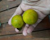 Foto langkah ke 1 dari resep Es Jeruk (Jeruk Tomat).