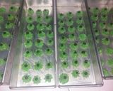 Foto langkah ke 3 dari resep Kue Semprit Pandan Hijau.