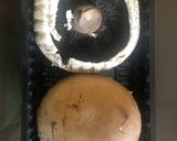Foto del paso 1 de la receta Champiñones gigantes rellenos