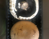 Foto del paso 1 de la receta: Champiñones gigantes rellenos
