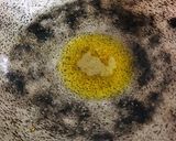 A picture of step 1 of Punjabi Sabzi gravy Frozen recipe.