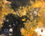 Foto del paso 7 de la receta Arroz negro del senyoret 🥘🦑 🦐