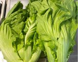 北部的長年菜（芥菜）的食譜步驟2照片