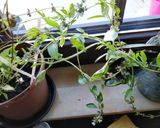 Hình bước làm 3 của món Gỏi cuốn chay và tôm