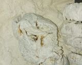 Foto langkah ke 5 dari resep 🍗Ayam goreng tepung / Kentucky / KFC KW.