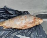 Foto del paso 1 de la receta: Sábalo a la parrilla