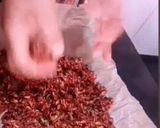 A picture of step 6 of Shredded coconut candy.