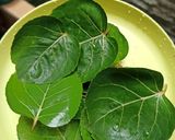 Foto langkah ke 1 dari resep Gulai telor tapak leman (daun mangkok).