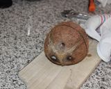 Foto del paso 4 de la receta: Cómo abrir un coco maduro