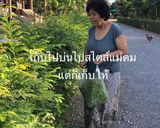 รูปขั้นตอนการทำที่ 2 ของ แกงคั่วใบมะขามอ่อนใส่ปลาน้ำดอกไม้