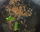 A picture of step 1 of Sabudana Khichdi.