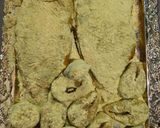 عکس مرحله 15 از دستور ماهی شکم پر جنوبی
