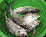 Foto langkah ke 1 dari resep Ikan goreng isi cabe.