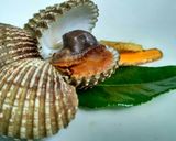 Foto langkah ke 7 dari resep Kerang Dara Nyemek.