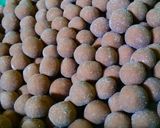 Foto langkah ke 5 dari resep HomeMade Boba / Bubble / Black Pearl / Bubble Pearl.