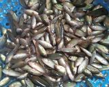 Hình bước làm 1 của món Cá Rô Đồng Kho Nghệ (Cá Rô Binh Tích)