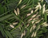 Hình bước làm 1 của món Canh Cánh gà, bông hẹ và nấm
