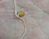 Foto del paso 10 de la receta: Brotes de lentejas al limón 🌱🍋 Germinado de lentejas alimonadas 🌱 🍋