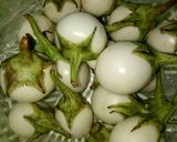 Hình bước làm 1 của món Cà Pháo Muối Xổi