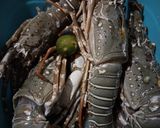 Foto langkah ke 1 dari resep Lobster Saus Padang.