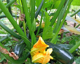 Foto del paso 1 de la receta: Flores de calabacín rellenas de queso
