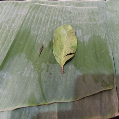 Langkah 4