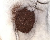 Foto del paso 1 de la receta: Café Especial
